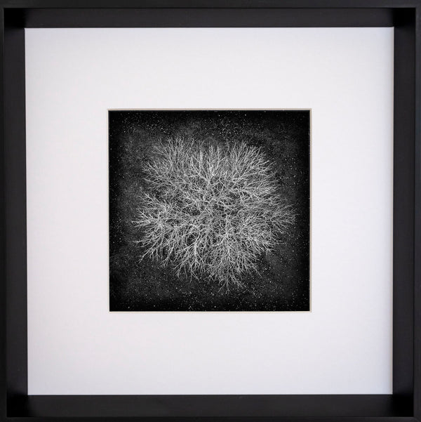 Limited Edition Photographic Print - Ranfurly Winter Trees #2