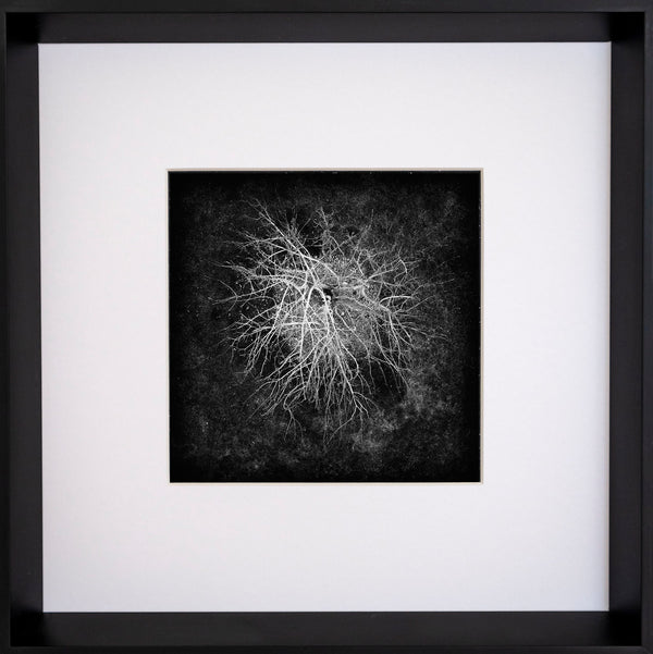 Limited Edition Photographic Print - Ranfurly Winter Trees #4