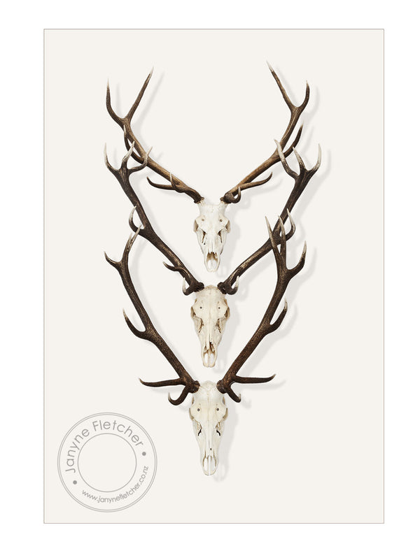 Framed Print - Antlers x 3