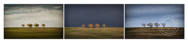 Framed Print - Trees at Wedderburn