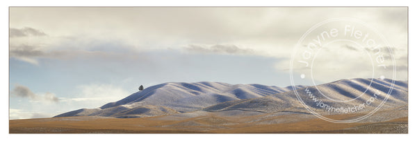 Framed Print - Tree at Chatto Creek