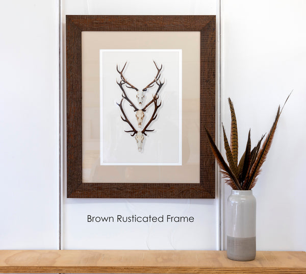 Framed Print - Antlers x 3