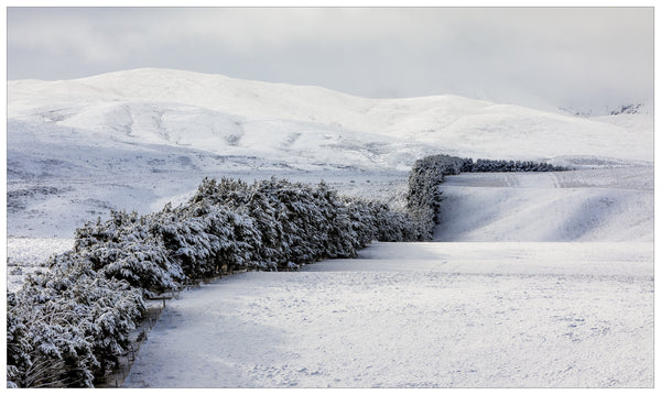 Framed Print - Winter Tree Break, Idaburn