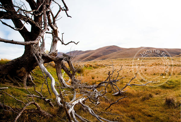 Framed Print - Tree at German Creek