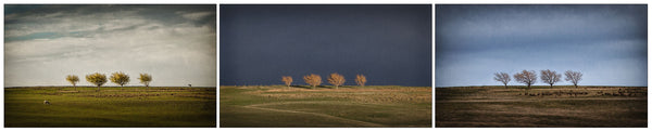 Unframed Print - Trees at Wedderburn, Central Otago