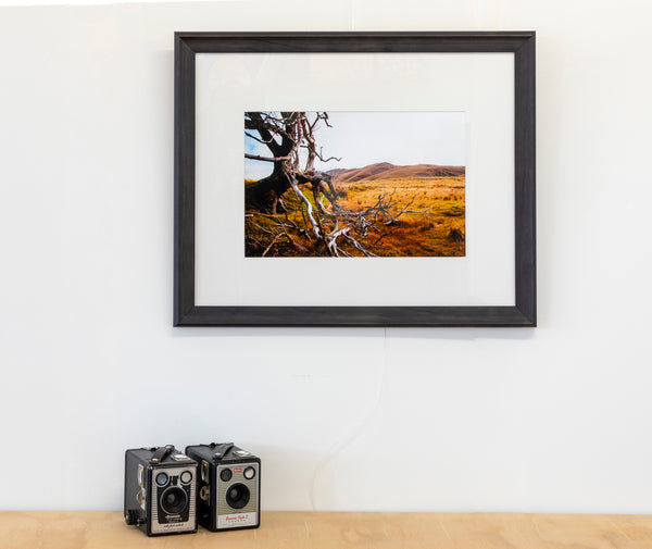 Framed Print - Tree at German Creek