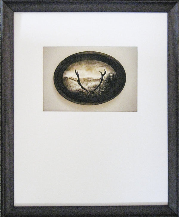 Framed  Print - Fallen Monarch