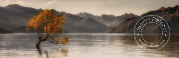 Framed Print - Wanaka Tree